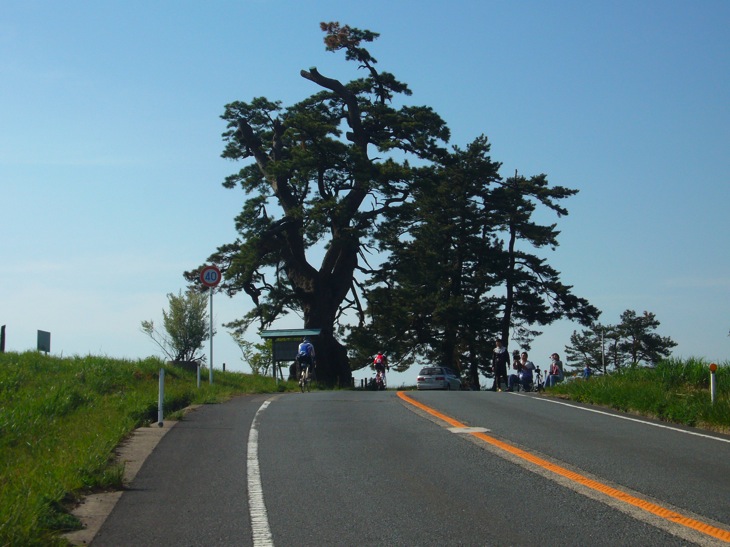 三瓶、西の原。定めの松