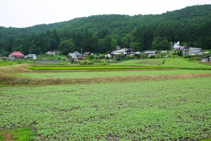 一面に広がる蕎麦畑。大町市美麻新行は蕎麦の産地