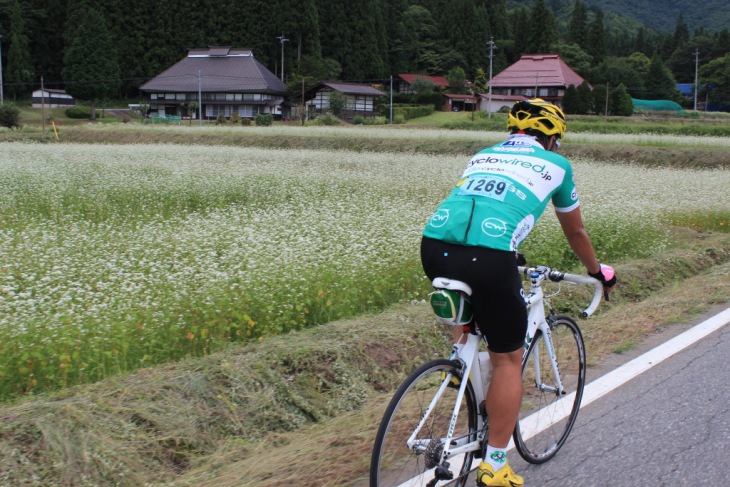 平野部のソバ畑でも白い花が咲き乱れています。