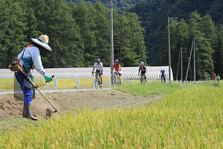 色づいてきた田んぼを見ながら走る