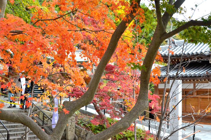 紅葉が見頃を迎えた須磨寺境内が決戦の舞台