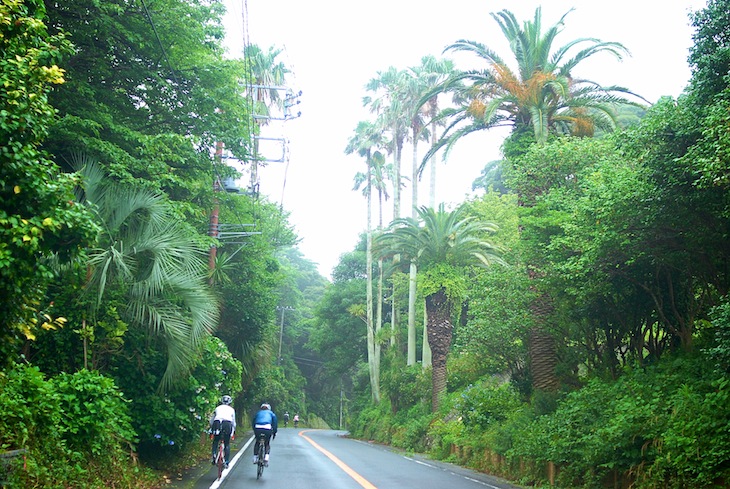 亜熱帯のような植生が目に楽しい。温暖な地域ならではの光景だ