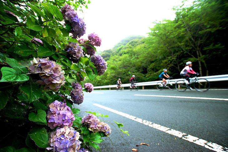 道ばたのあじさいがライダーの目を楽しませる