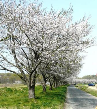 サイクリングの目的地「桜並木」