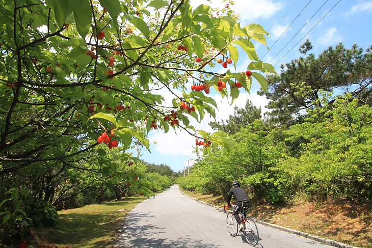 桜んぼが生るアーラ林道。桜の季節にはさぞ美しかった事だろう