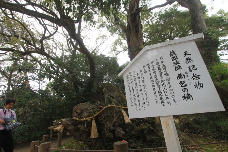 雨乞いの楠はサイクリストにはご利益薄いかもしれません