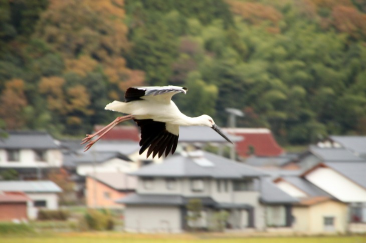 豊岡市のシンボルであるコウノトリ