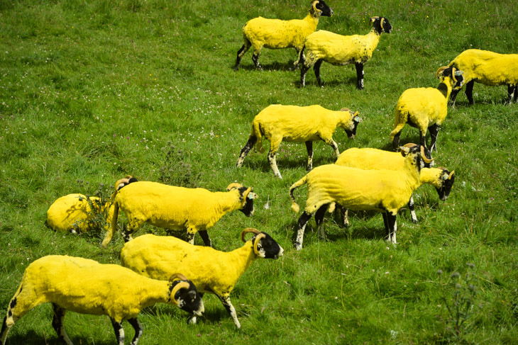 （案の定）黄色い羊が登場