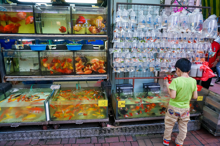 色とりどりの金魚が並ぶ