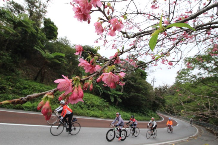 日本一早く桜が咲くのも沖縄だ