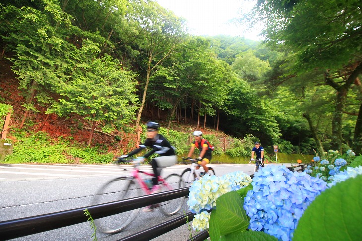 道端には沢山の紫陽花が咲いていました