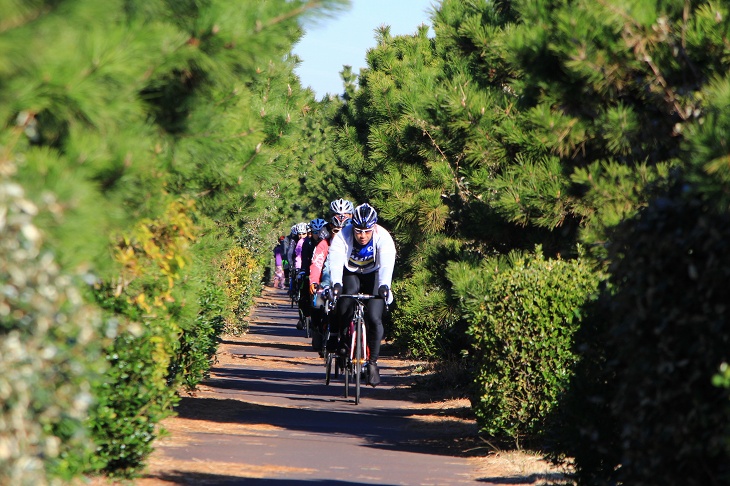 緑の壁に包まれた若洲のサイクリングロード