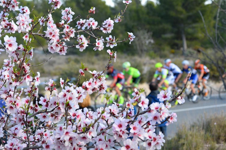 コース沿いのあちこちに咲くアーモンドの花