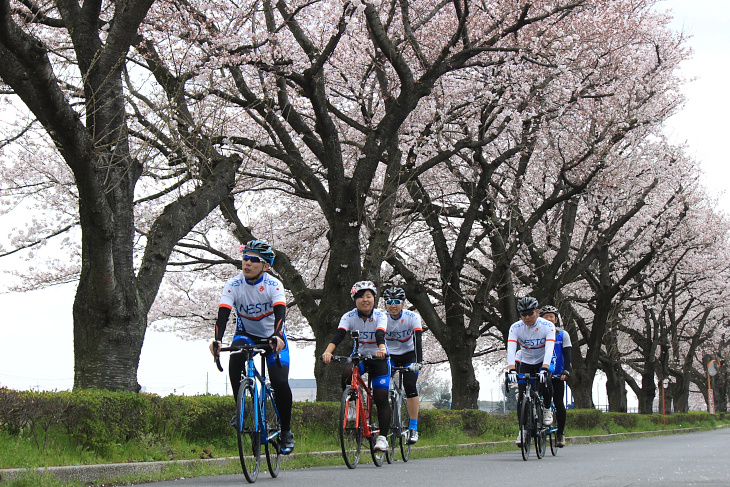 4月1日は桜が7分～満開と見応えバッチリだった