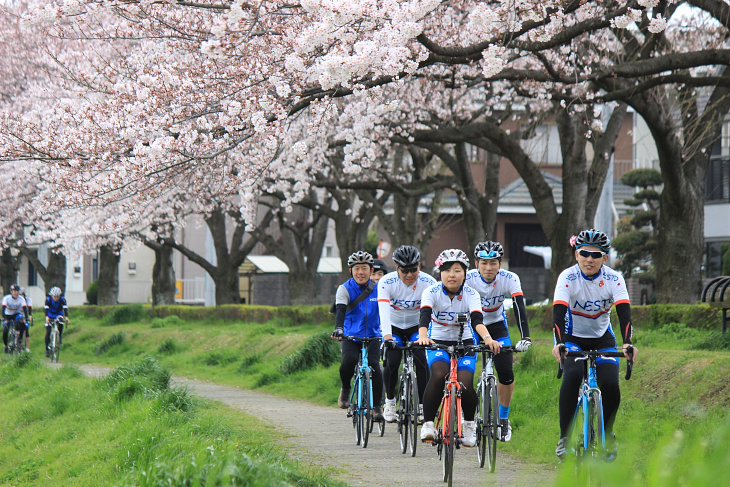 桜でできたアーチの下をくぐり抜けていく