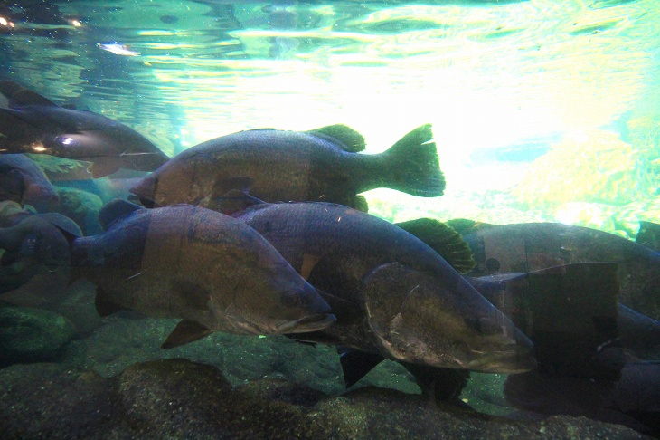 四万十の怪魚アカメが展示されていた