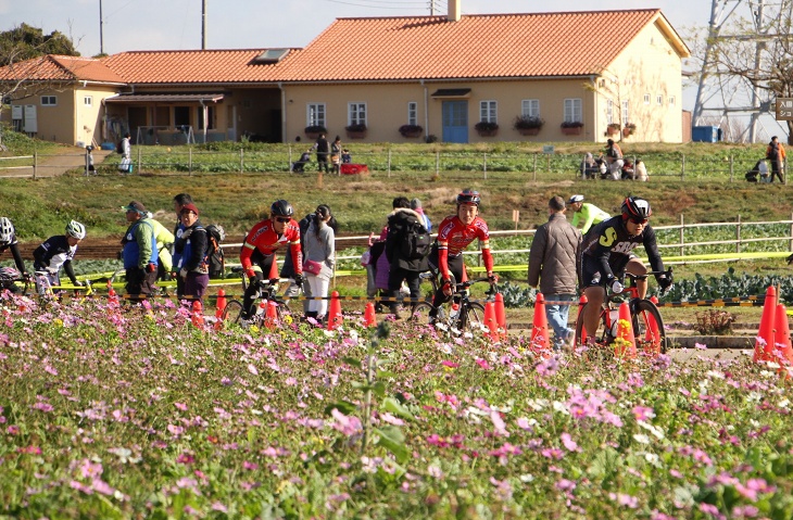 コスモスの花が咲き乱れる隣を走っていきます