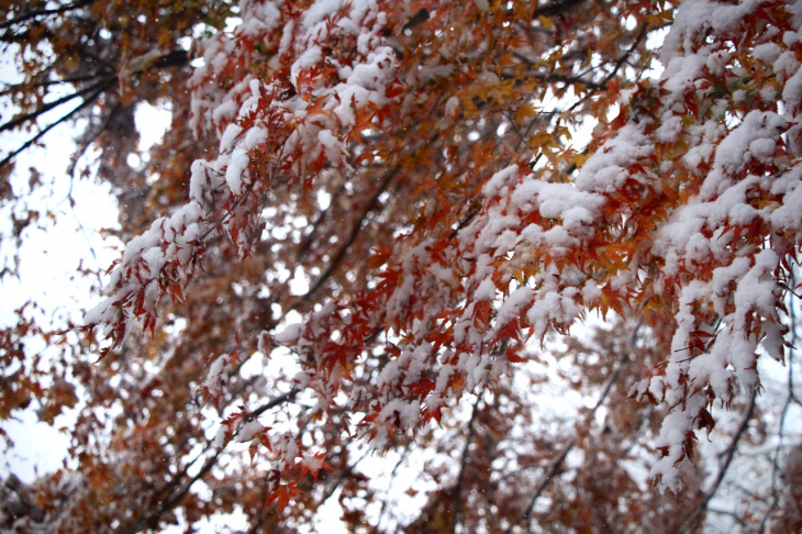 突然の雪が紅葉とのコラボレーションを見せてくれた