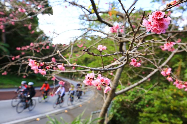 一足早い桜の開花が見られる