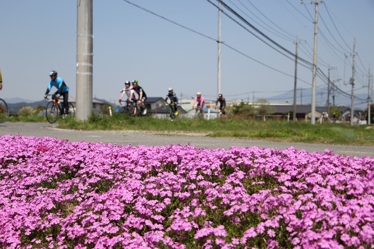 芝桜が綺麗だ