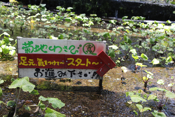 菊池わさび園は見学自由。スタッフさんに声をかけると案内をしてくれる