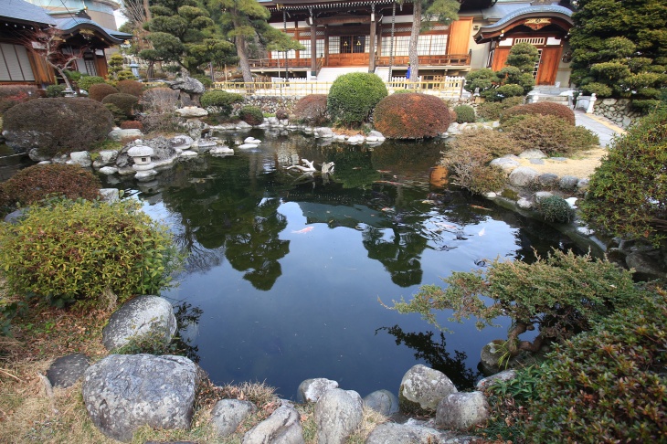 池に近寄ると大きな鯉が餌をくれると思って近づいてくる