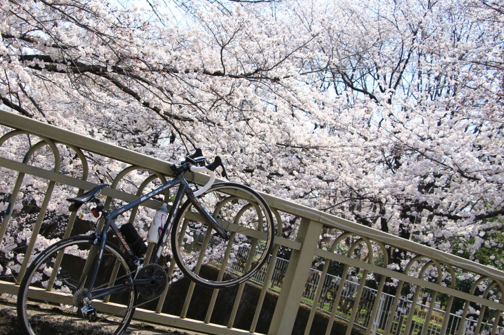 いつのまにやら桜が満開に！