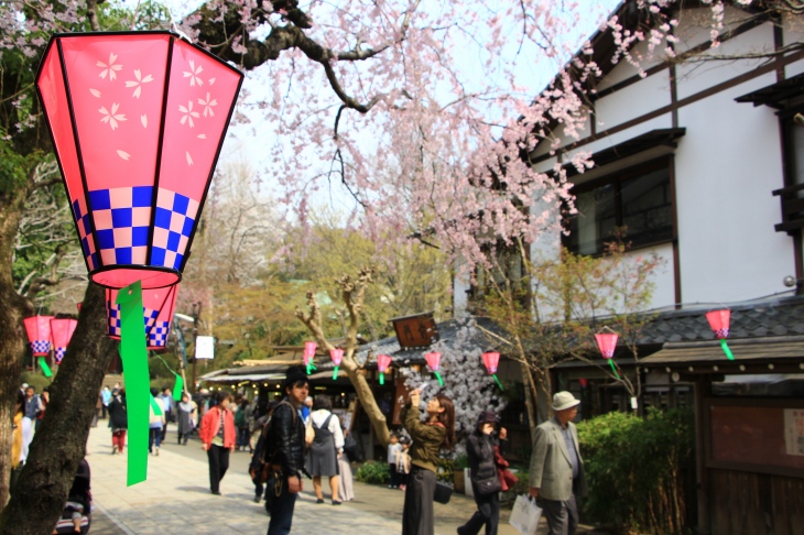 桜の提灯がかわいいですね