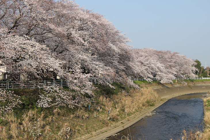 マイ・ベスト・オブ桜並木はここだ！