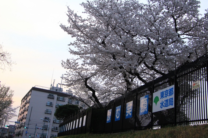 玉川上水沿いの浄水場にも美しい桜が　ここで浄化された水を飲めなくなるところでした、くわばらくわばら。