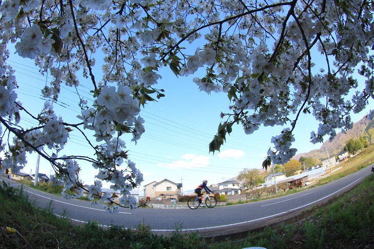 川沿いで気温が低いのか、まだ満開の桜もありました