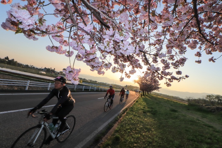 これぞ桜のAACRといったところだ