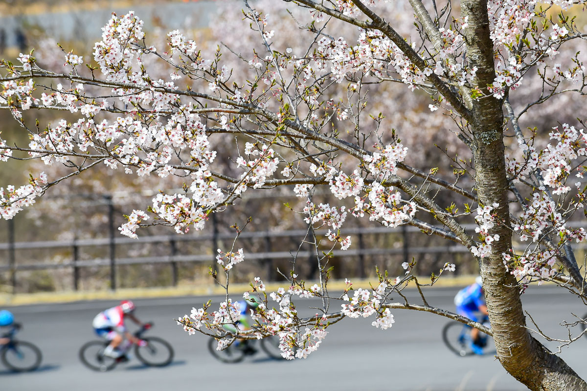 満開の花の中に葉が出始めた日本サイクルスポーツセンターの桜