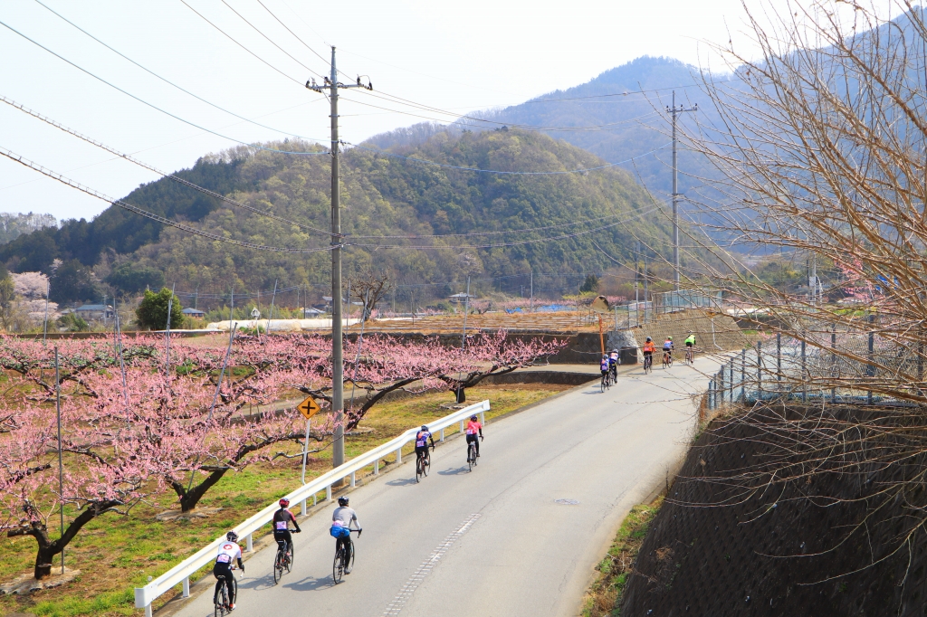 桃の花咲く丘をいくつも越えていく