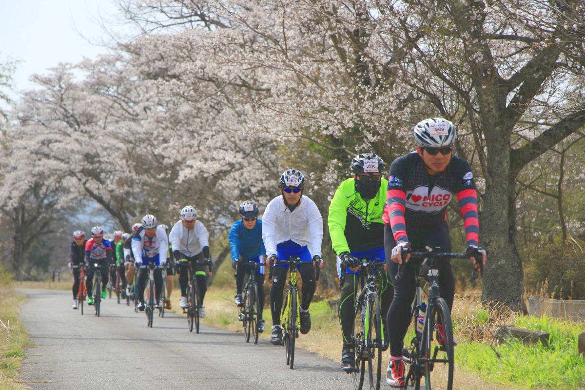 桜の薄紅色が朗らかな気持ちにさせてくれる