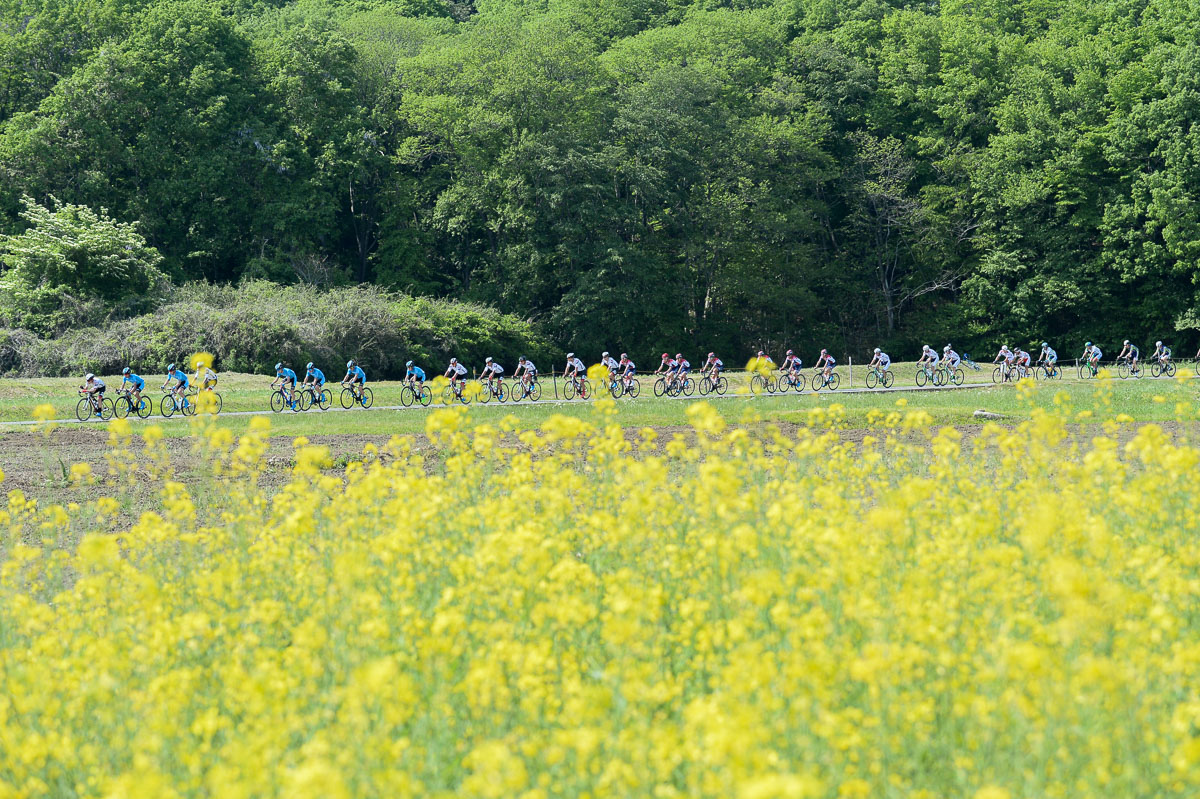 コース沿いの菜の花