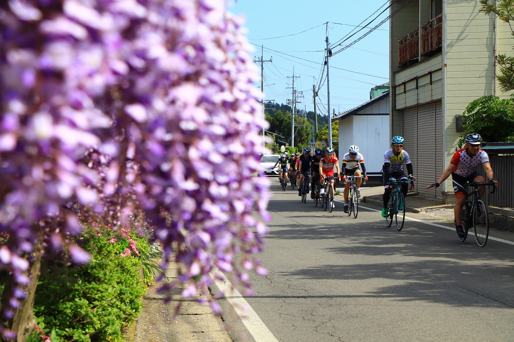 藤の花の季節だったようでそこかしこに咲き誇っていました