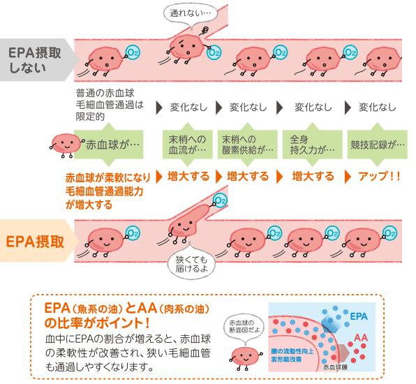 EPAを摂取すると赤血球の柔軟性が改善され毛細血管を通過しやすくなる