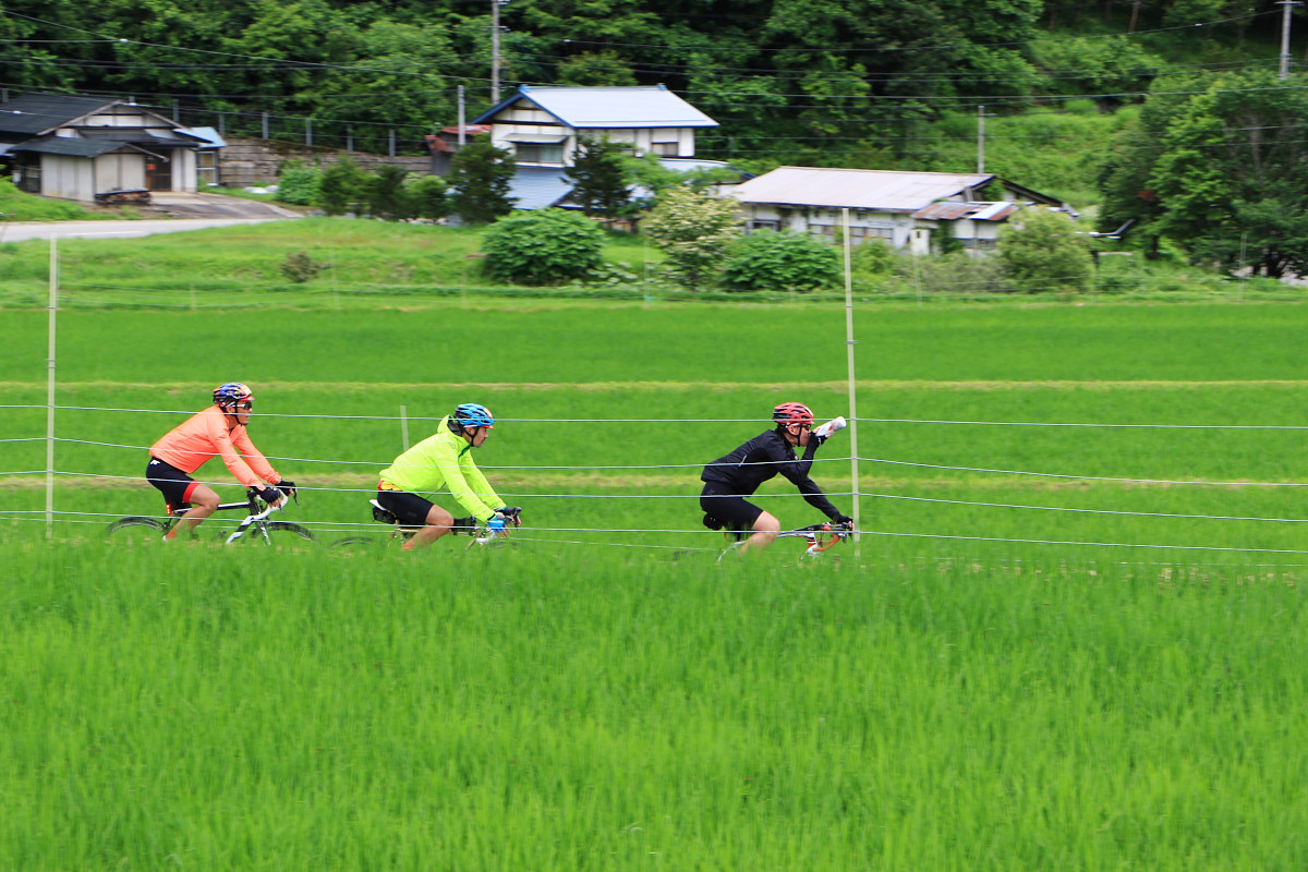 青々とした田んぼの中を行く一行