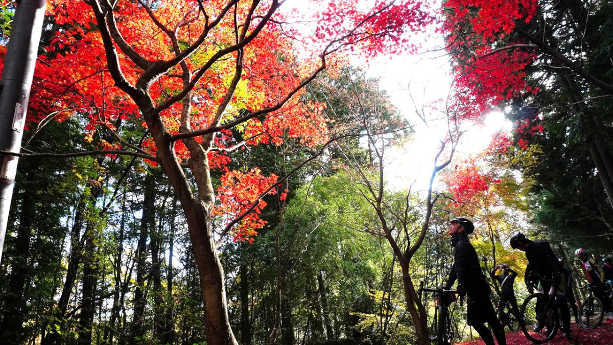 見事な色付きの紅葉に癒される紅葉狩りグラベルライド。