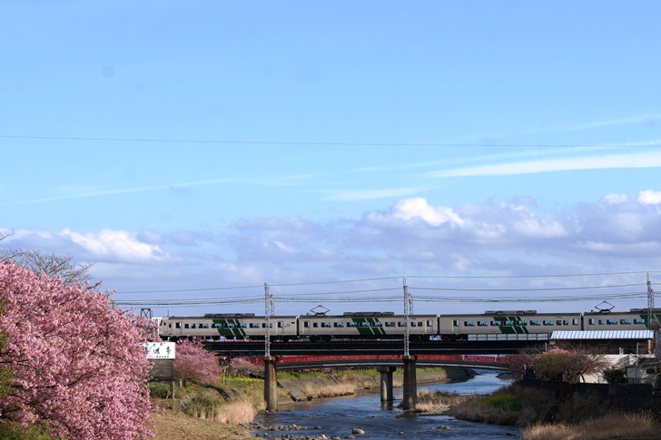 特急踊り子といえばやっぱりコレ！国鉄型特急車両185系と河津桜が並ぶ姿も今年で終わりかもしれない…