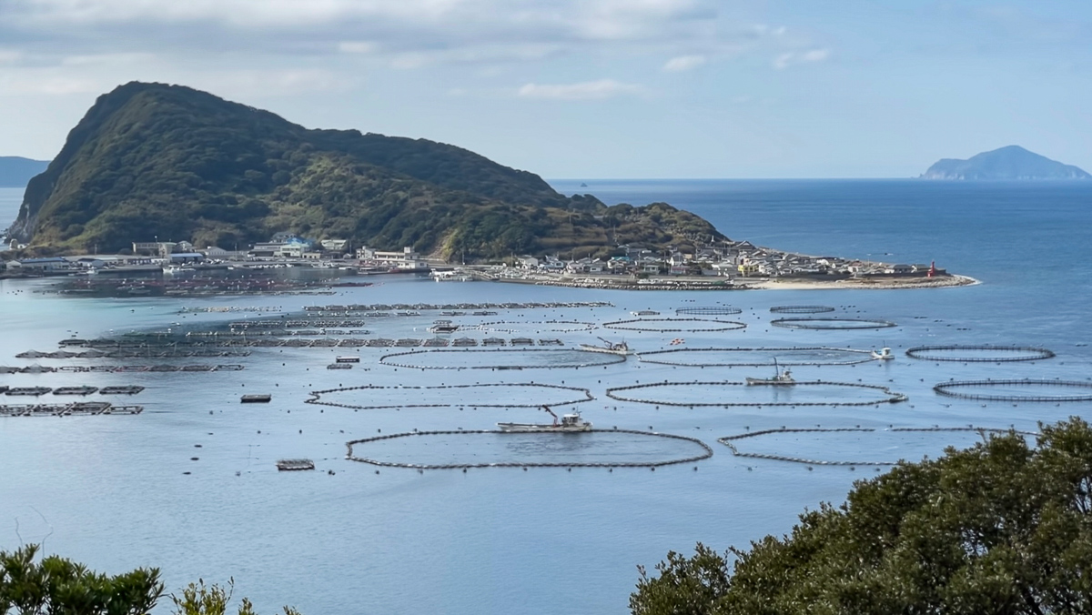 海の上にはマダイやブリの養殖場が浮かんでいる