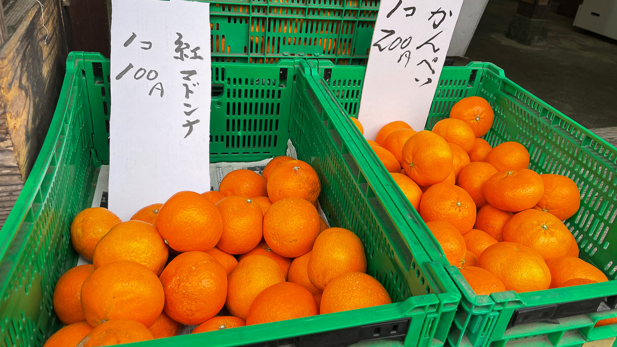 ゼリーのように甘いと評判の紅マドンナ。愛媛にいるうちに必ず食べよう