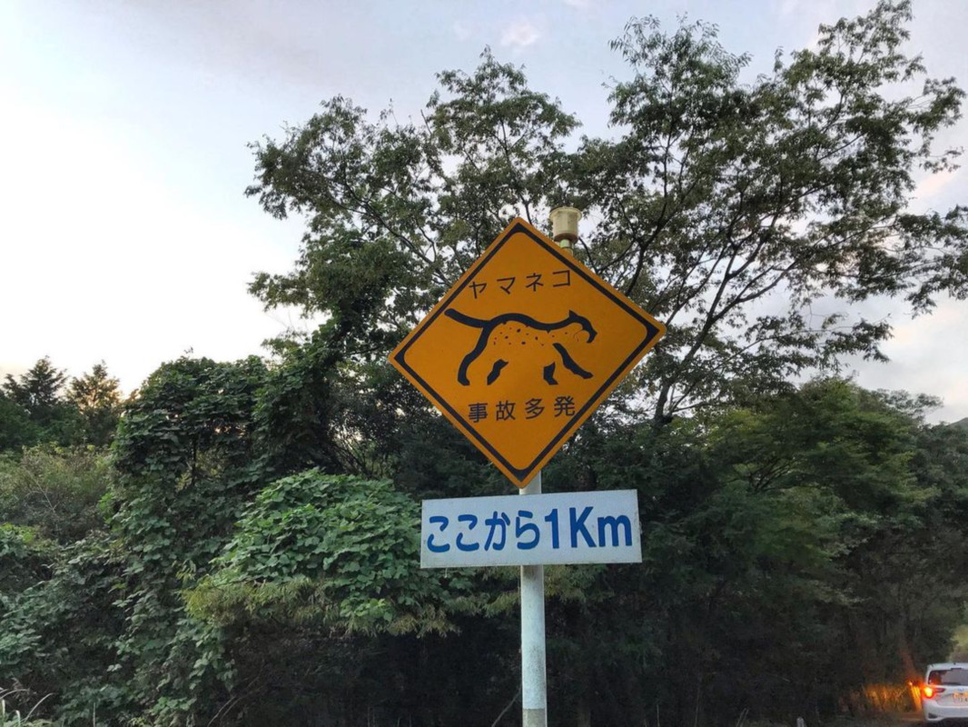 こんなレアな看板も。自転車だったらヤマネコとゼロ距離で遭遇できるかも？