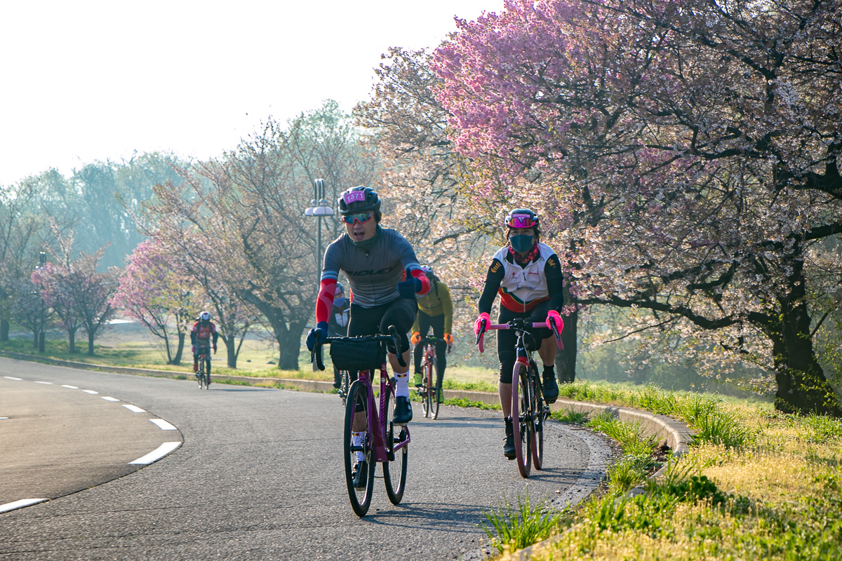 スタートしてすぐの桜並木は、少し見ごろには遅かったかも？