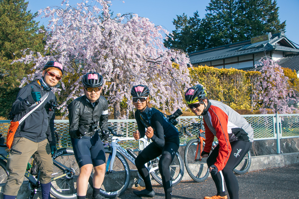 枝垂桜は満開！