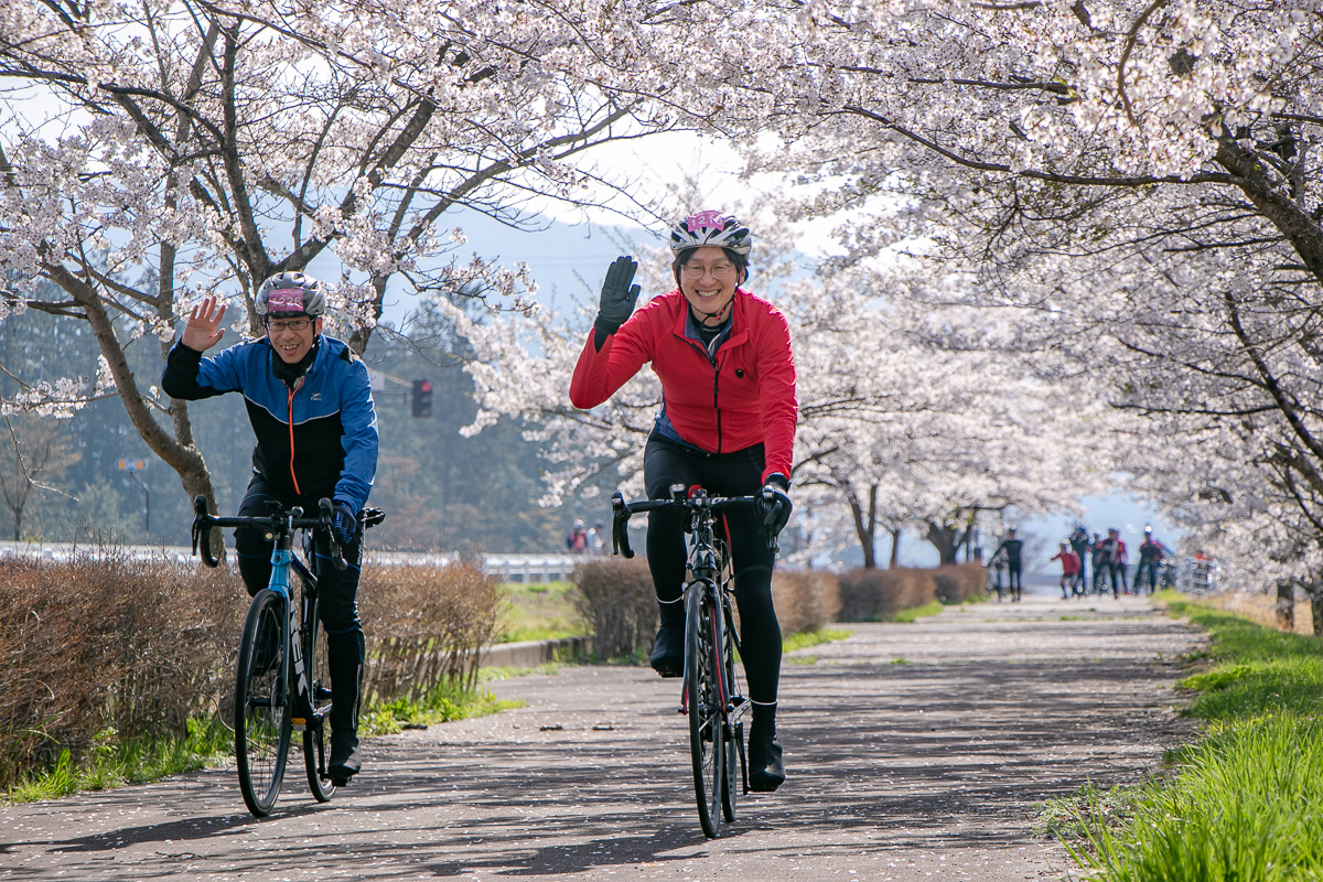 大町エイド手前では満開の桜並木が