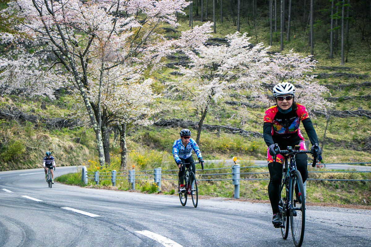 なんと桜がまだ咲いていました