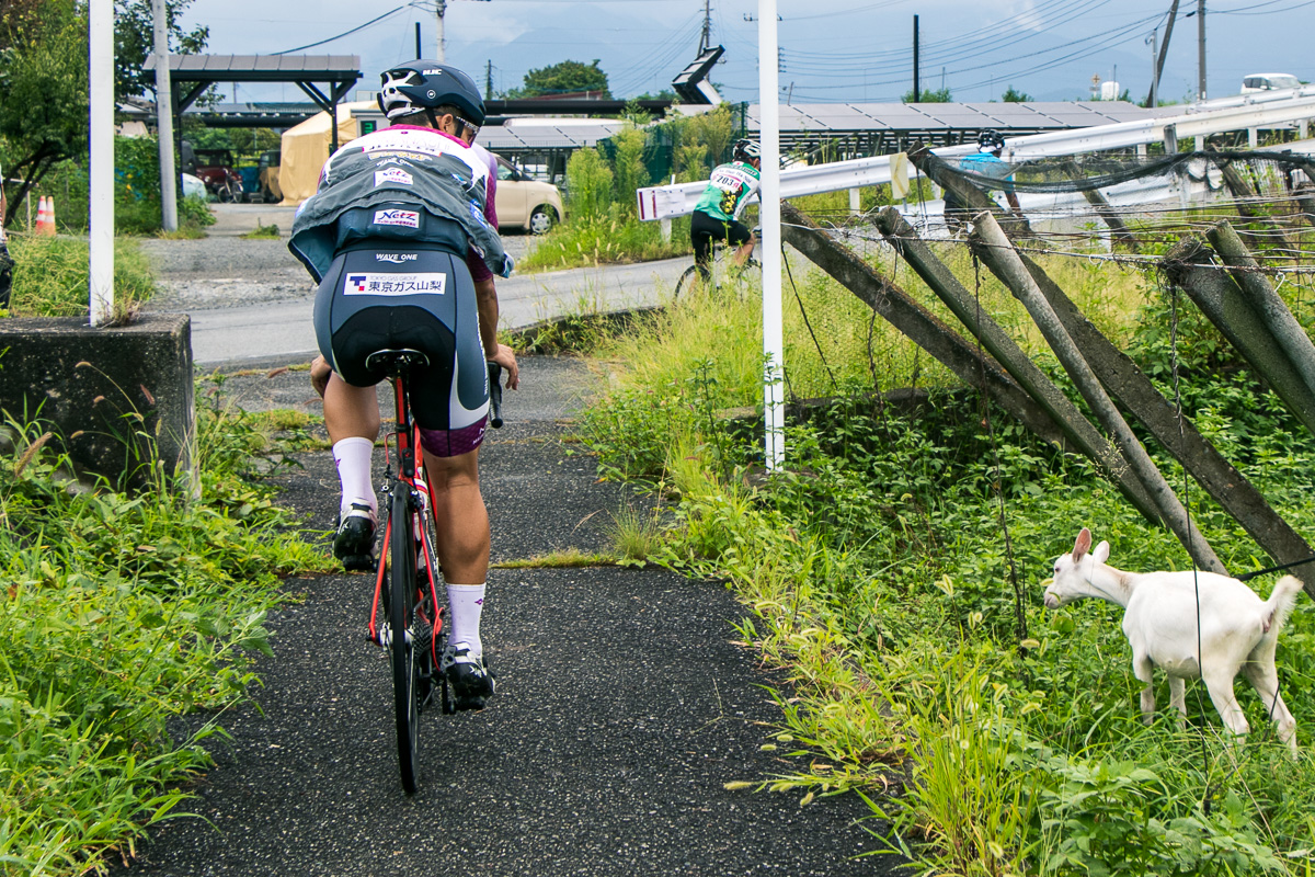 途中にヤギが。いきなりゴトゴトと大量の自転車が通ってびっくりしていたのでは