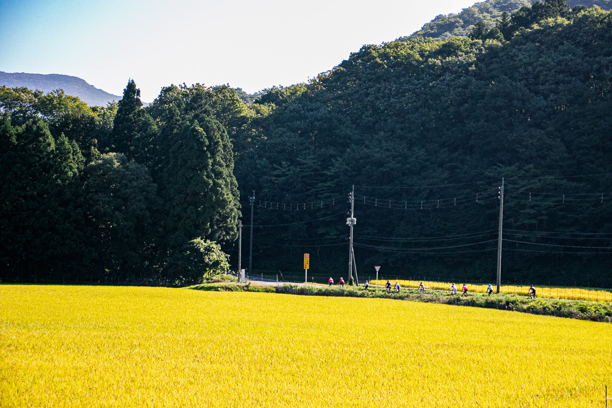 収穫をまつ田んぼ。秋の風物詩だ